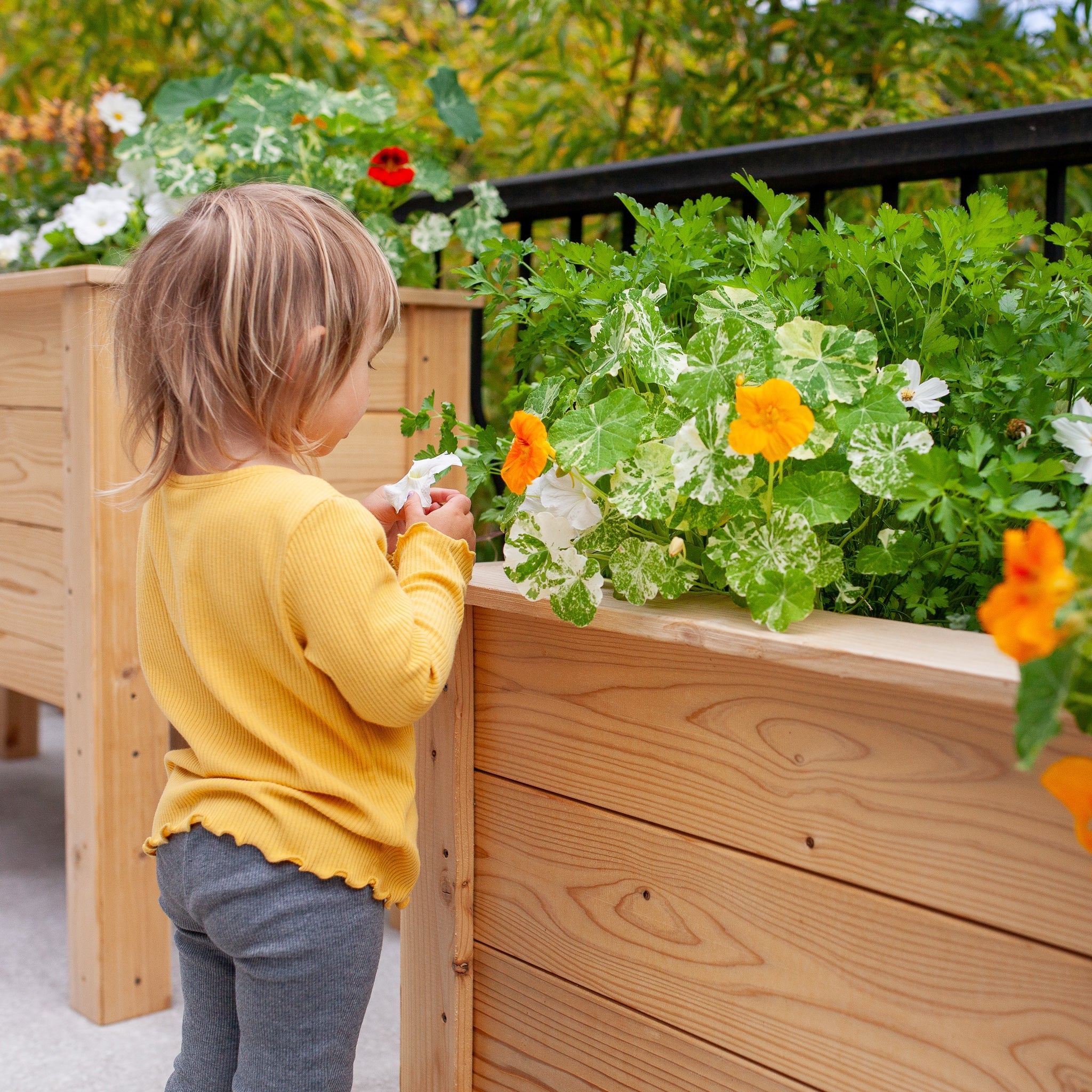 Natural Cedar Planter Boxes 14" 14" option3