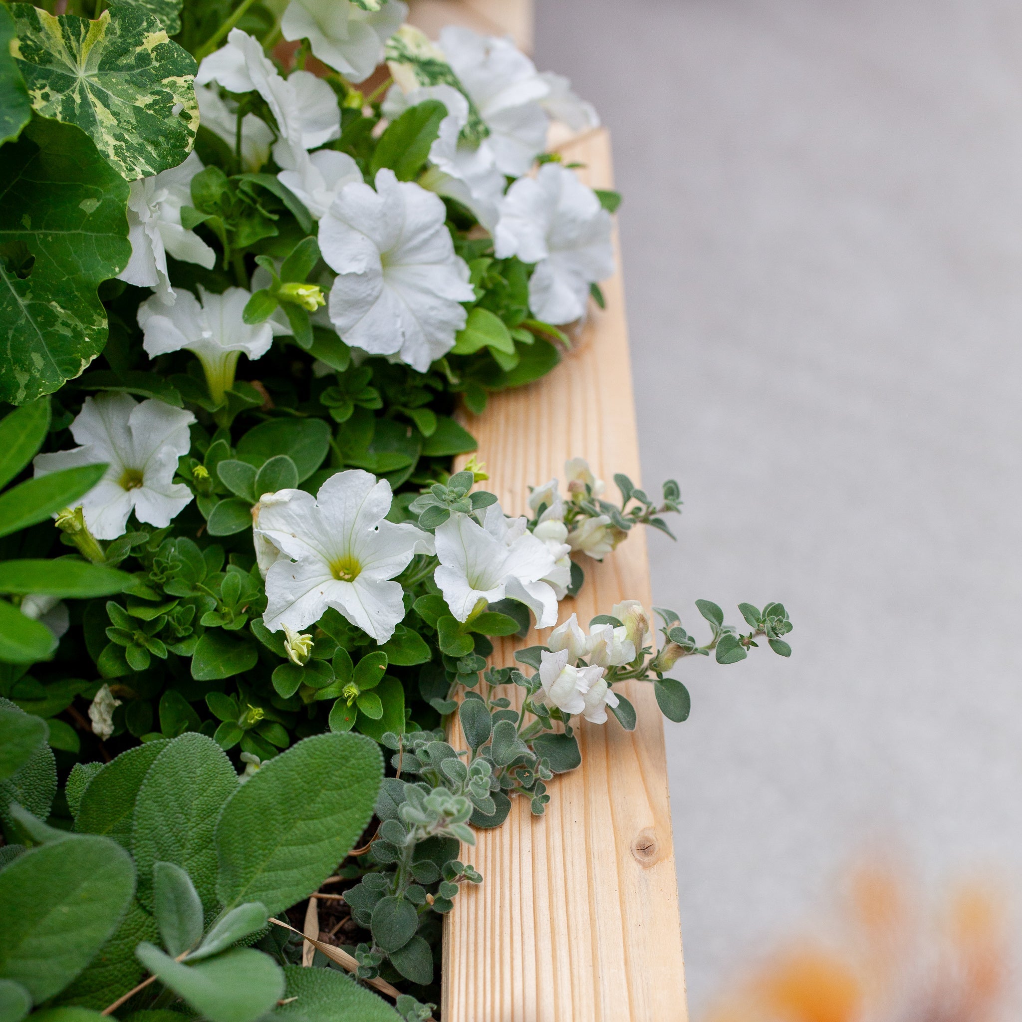 Natural Cedar Planter Boxes 14" 14" option3