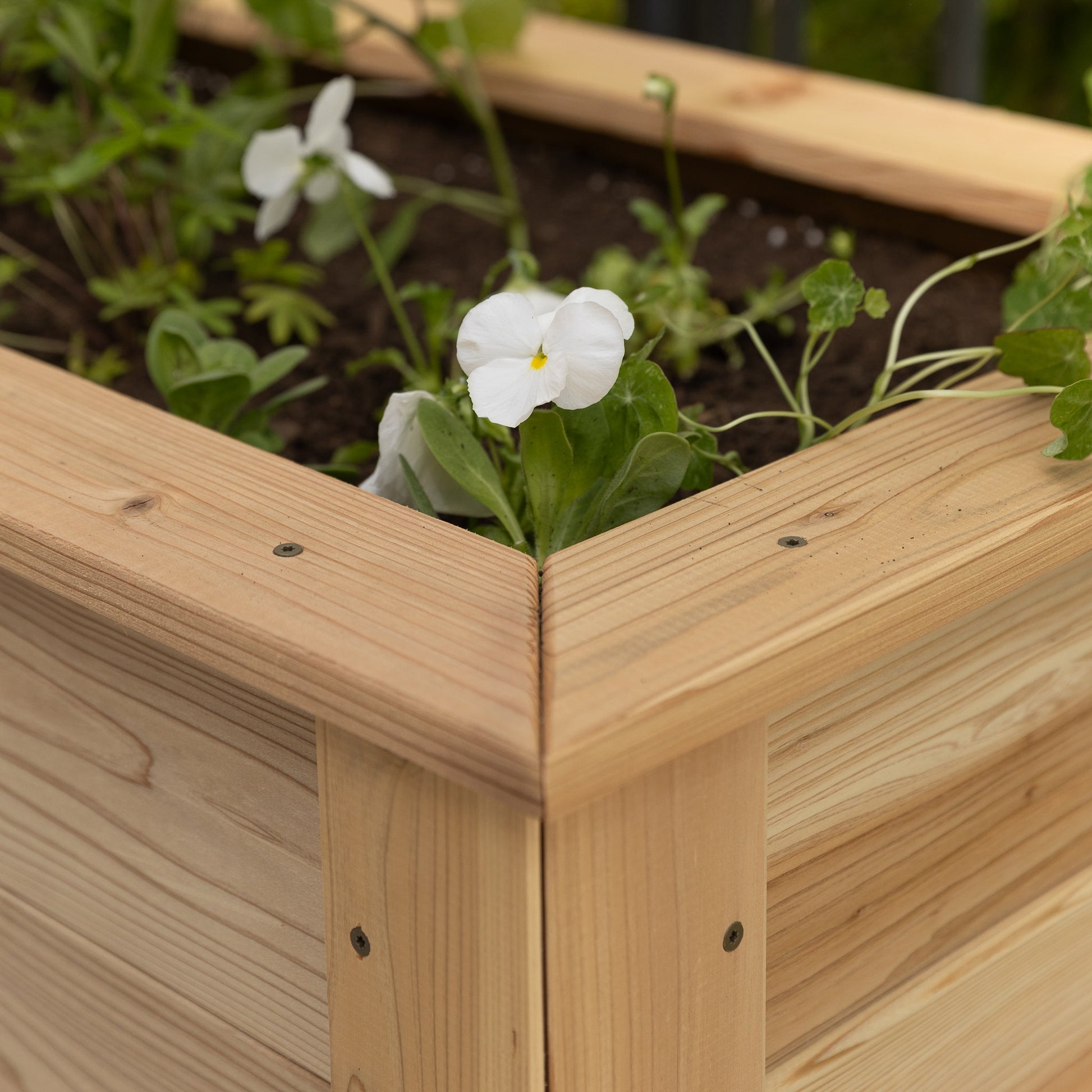 Natural Cedar Planter Boxes 14" 14" option3