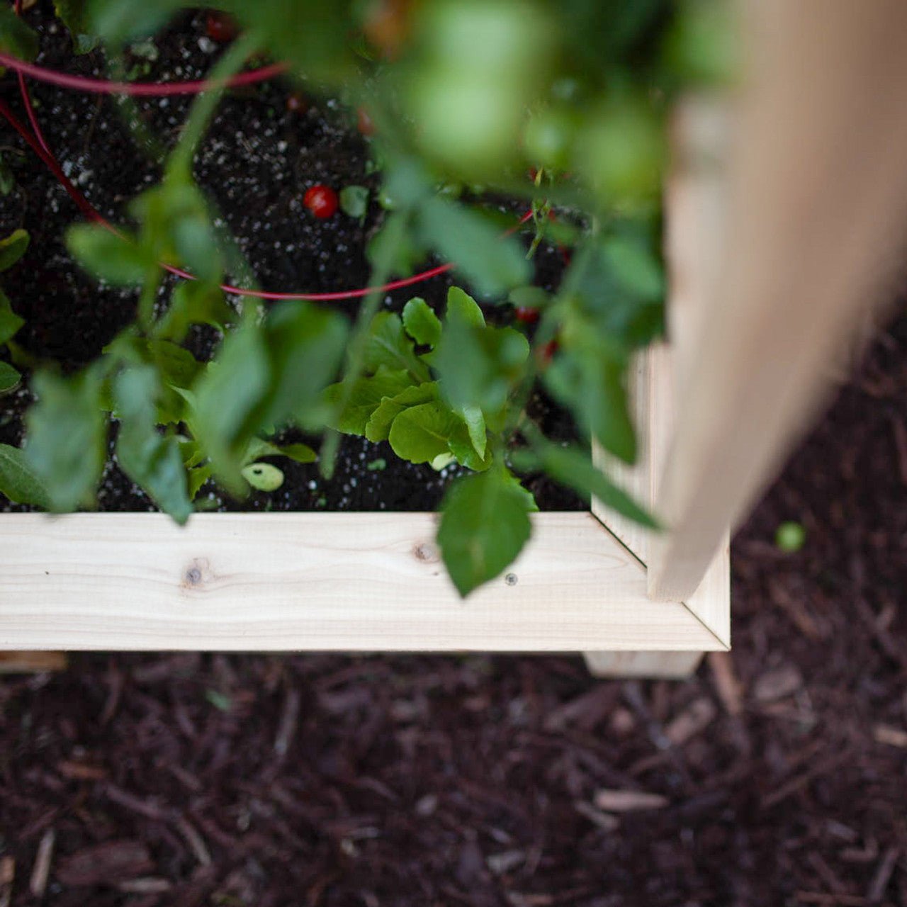 Natural Cedar Raised Beds with L-Shape Trellis 2' x 2' 11"