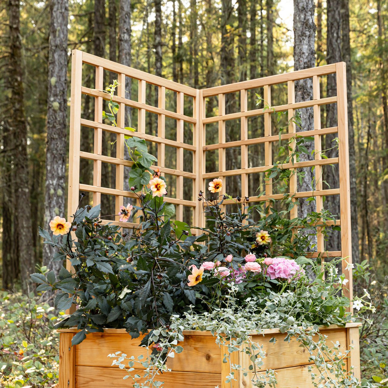 Natural Cedar Raised Beds with L-Shape Trellis 2' x 2' 11"