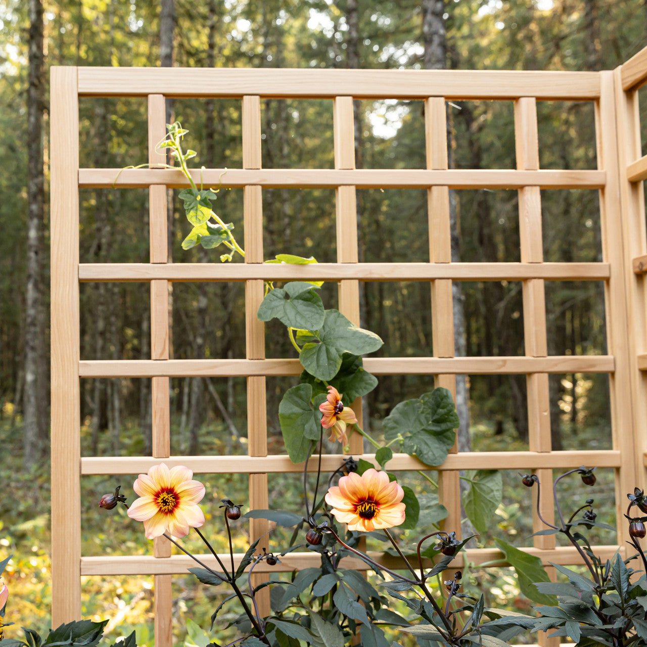 Natural Cedar Raised Beds with L-Shape Trellis 2' x 2' 11" option3