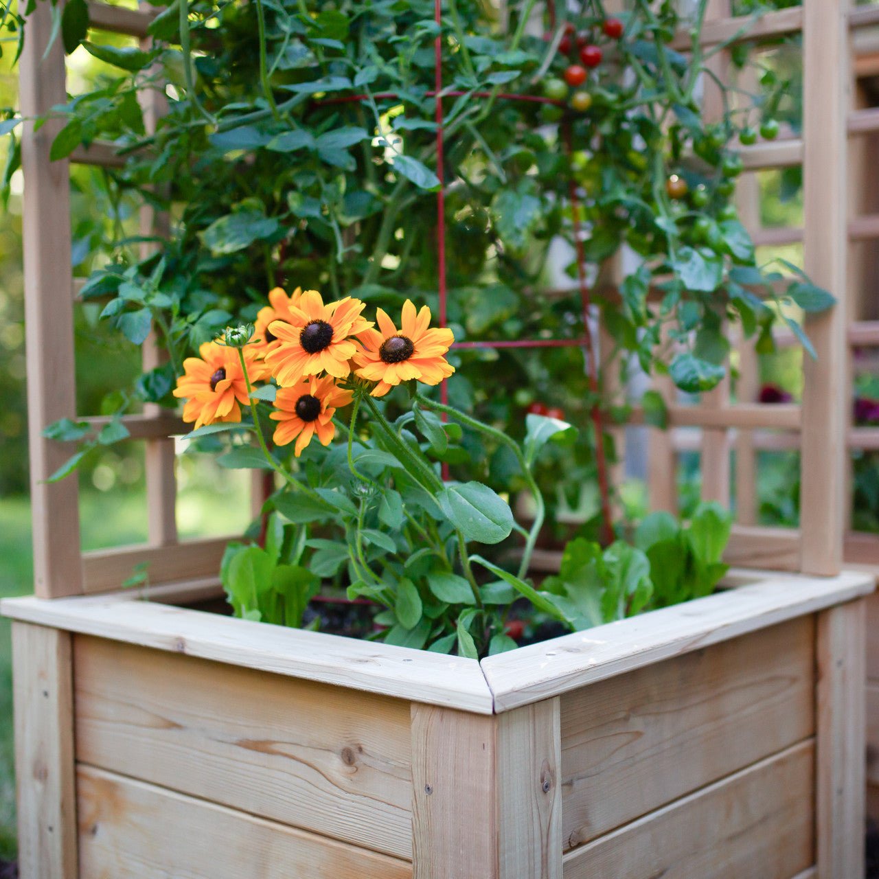 Natural Cedar Raised Beds with L-Shape Trellis 2' x 2' 11"