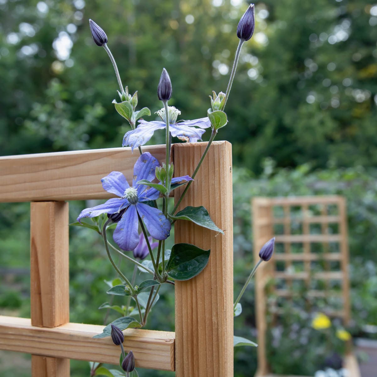 Natural Cedar Raised Beds with Trellis 2' 2' 11"