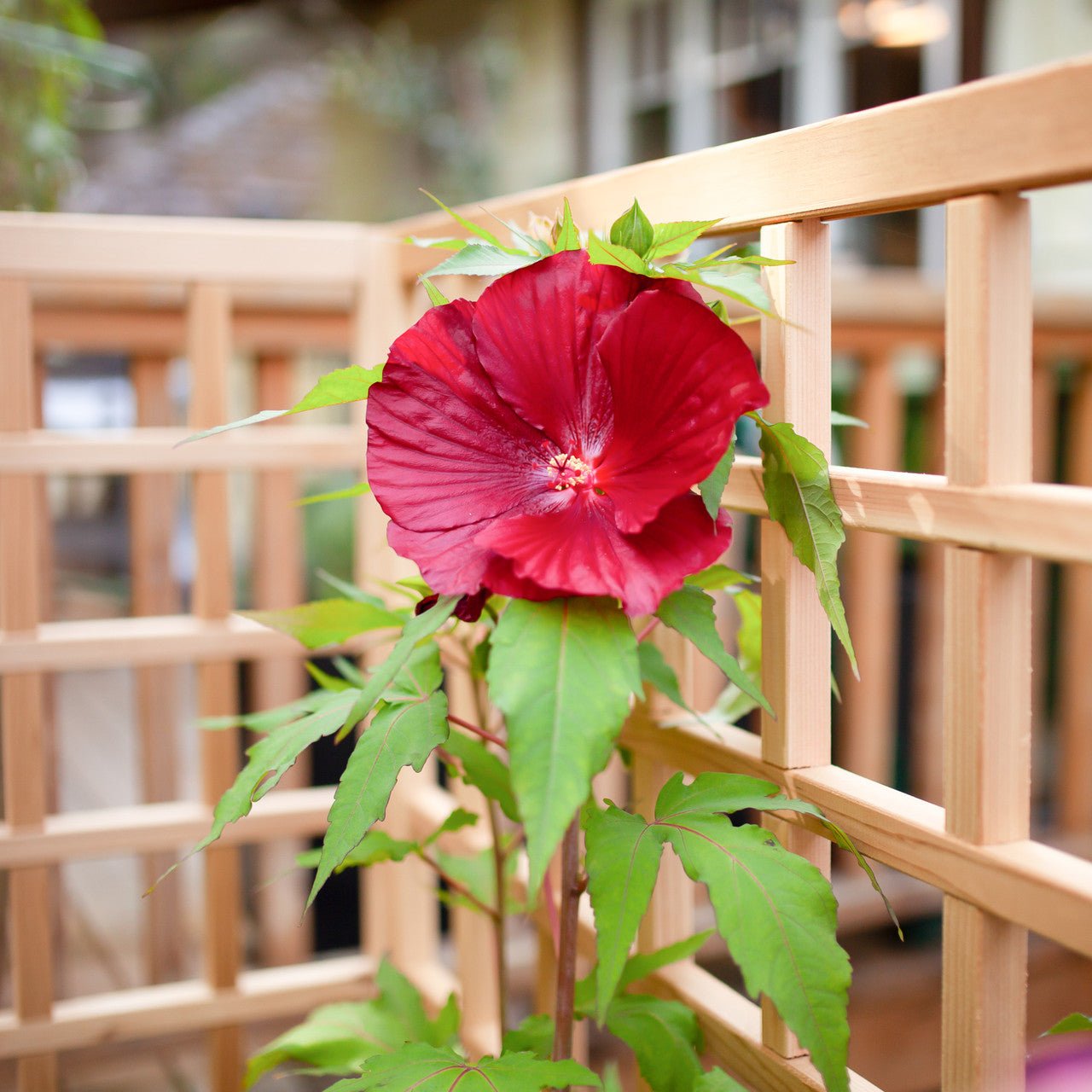 Natural Cedar Raised Beds with U-Shape Trellis 2' 3' 11"