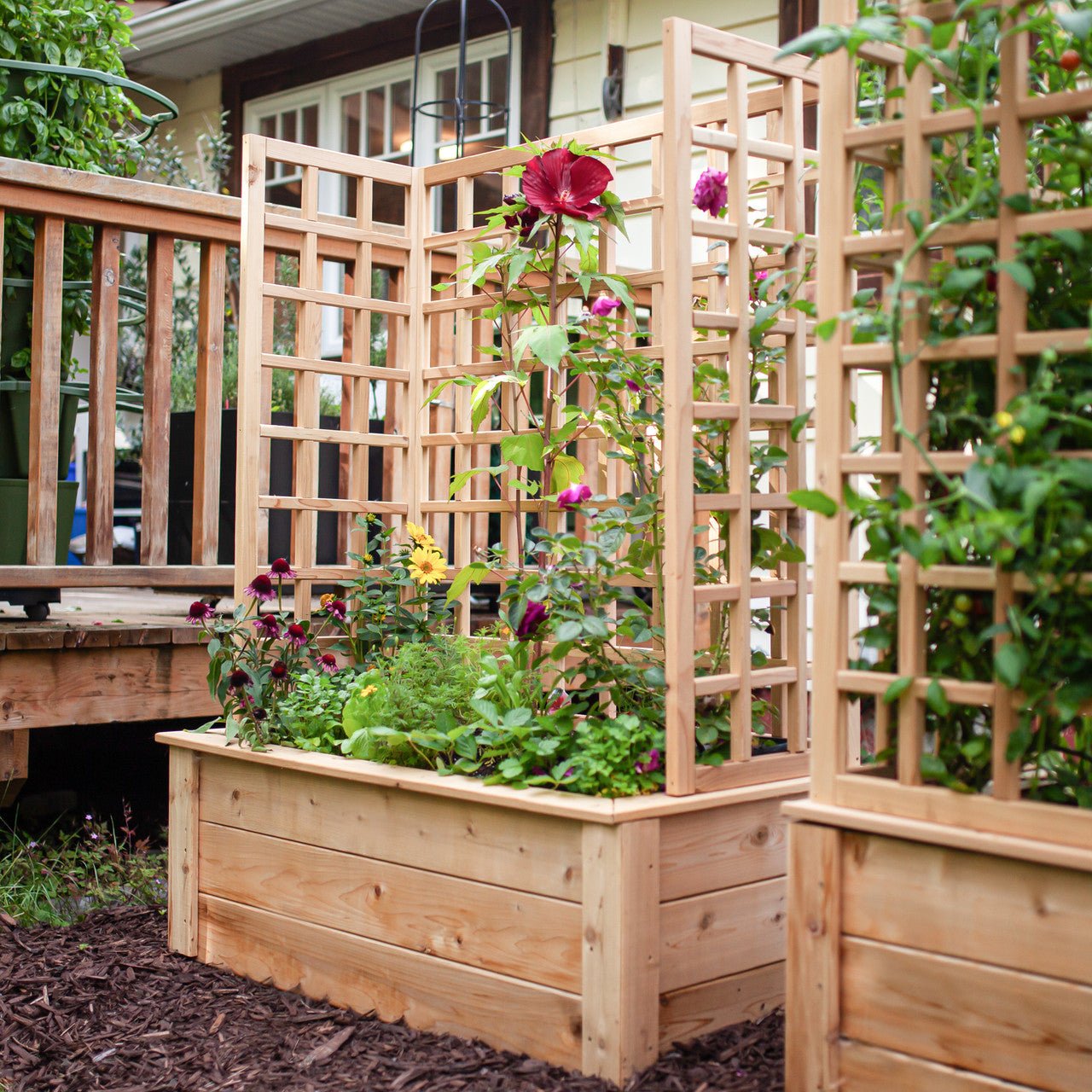 Natural Cedar Raised Beds with U-Shape Trellis 2' 3' 11"