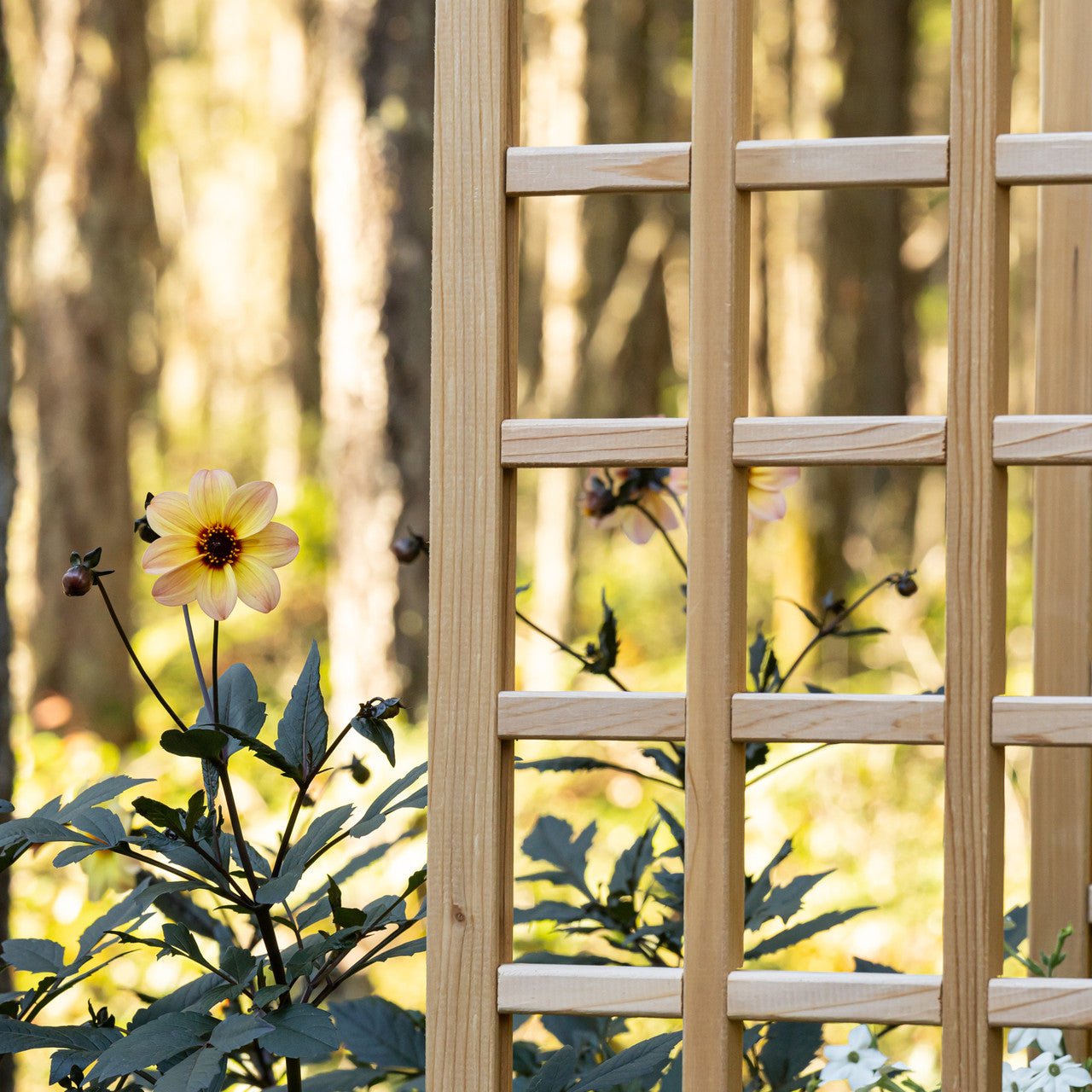 Natural Cedar Raised Beds with U-Shape Trellis 2' 3' 11"