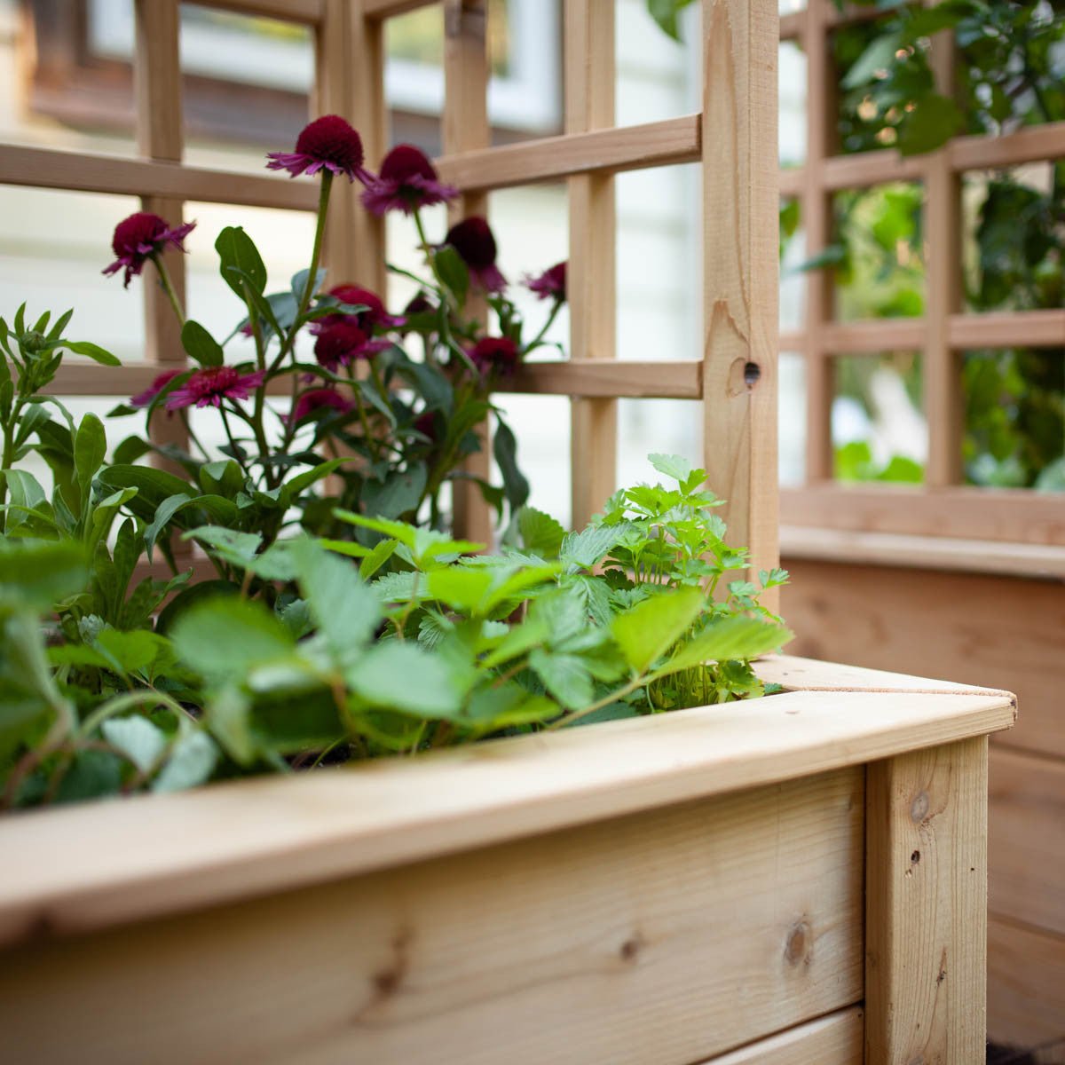 Natural Cedar Raised Beds with U-Shape Trellis 2' 3' 11"