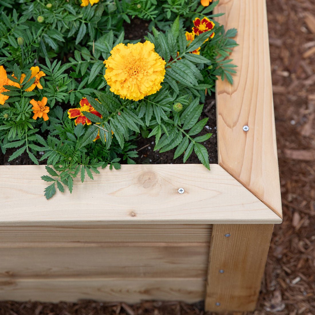 Natural Cedar Raised Garden Beds 2' 2' option3
