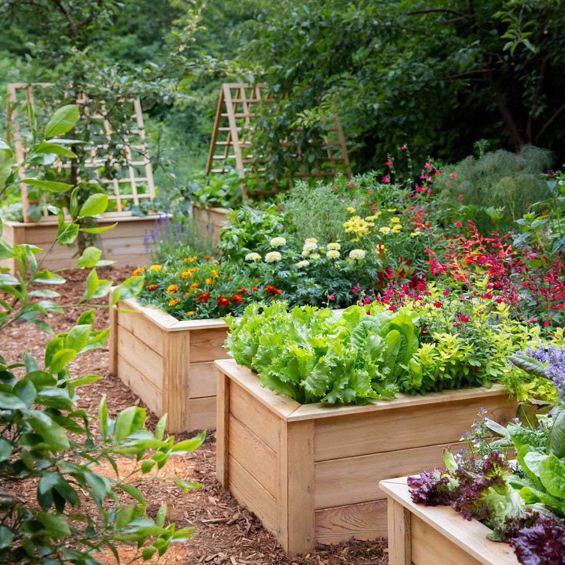 Natural Cedar Raised Garden Beds 2' 2' option3