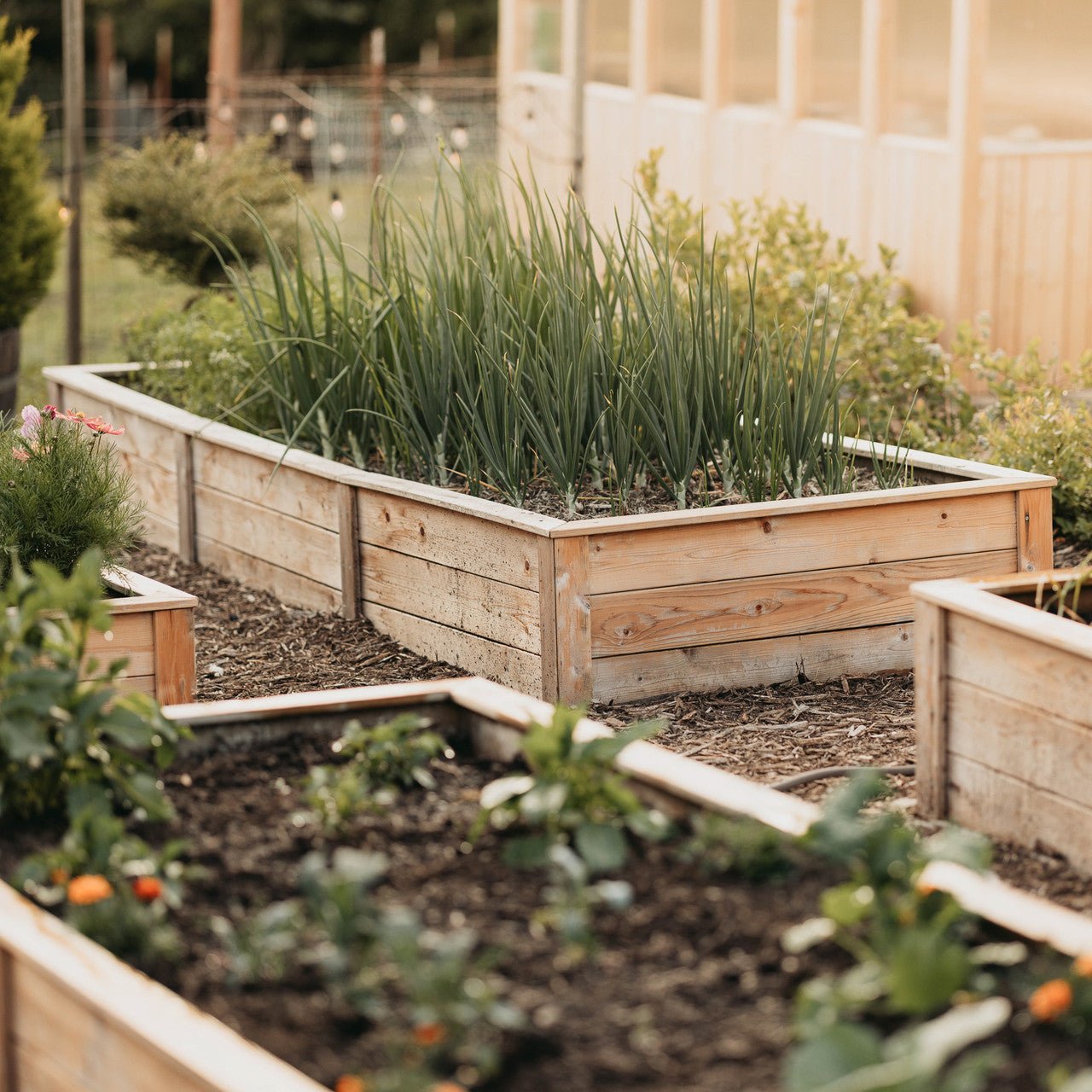 Natural Cedar Raised Garden Beds 2' 2' option3