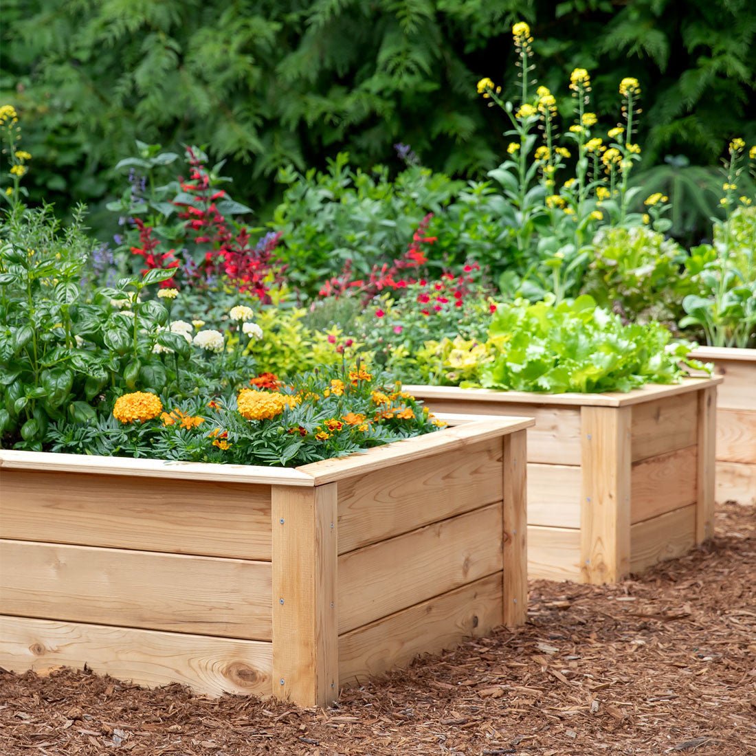 Natural Cedar Raised Garden Beds 2' 2' option3