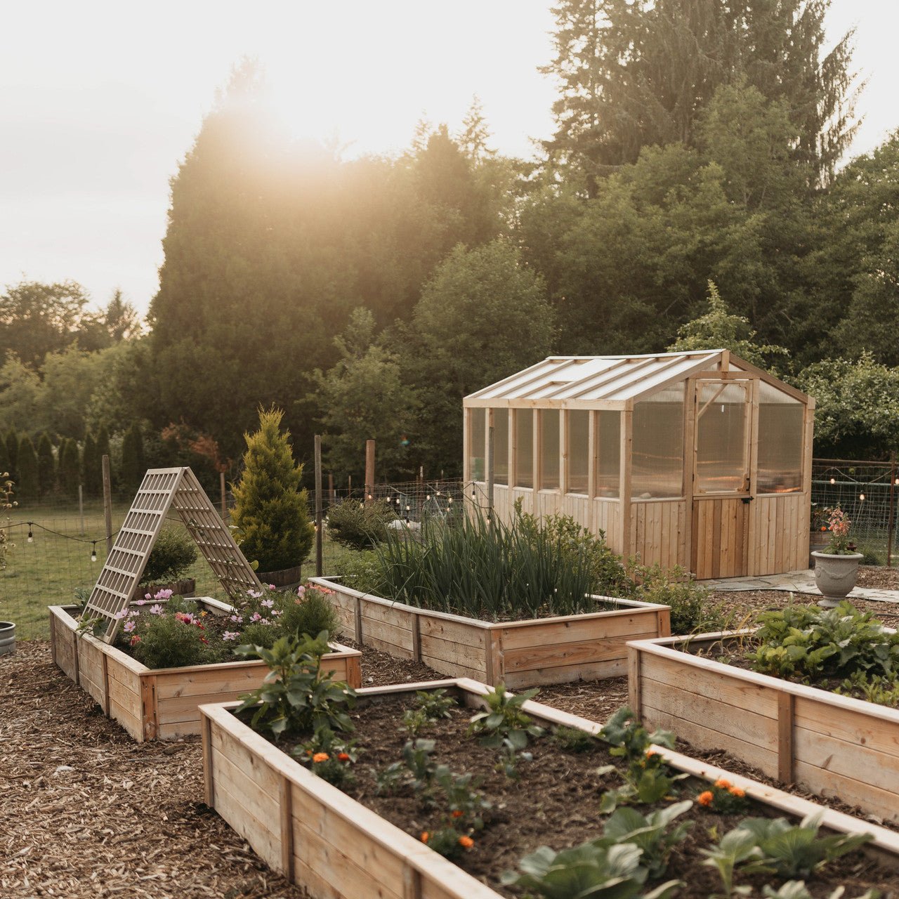 Natural Cedar Raised Garden Beds 2' 2' option3