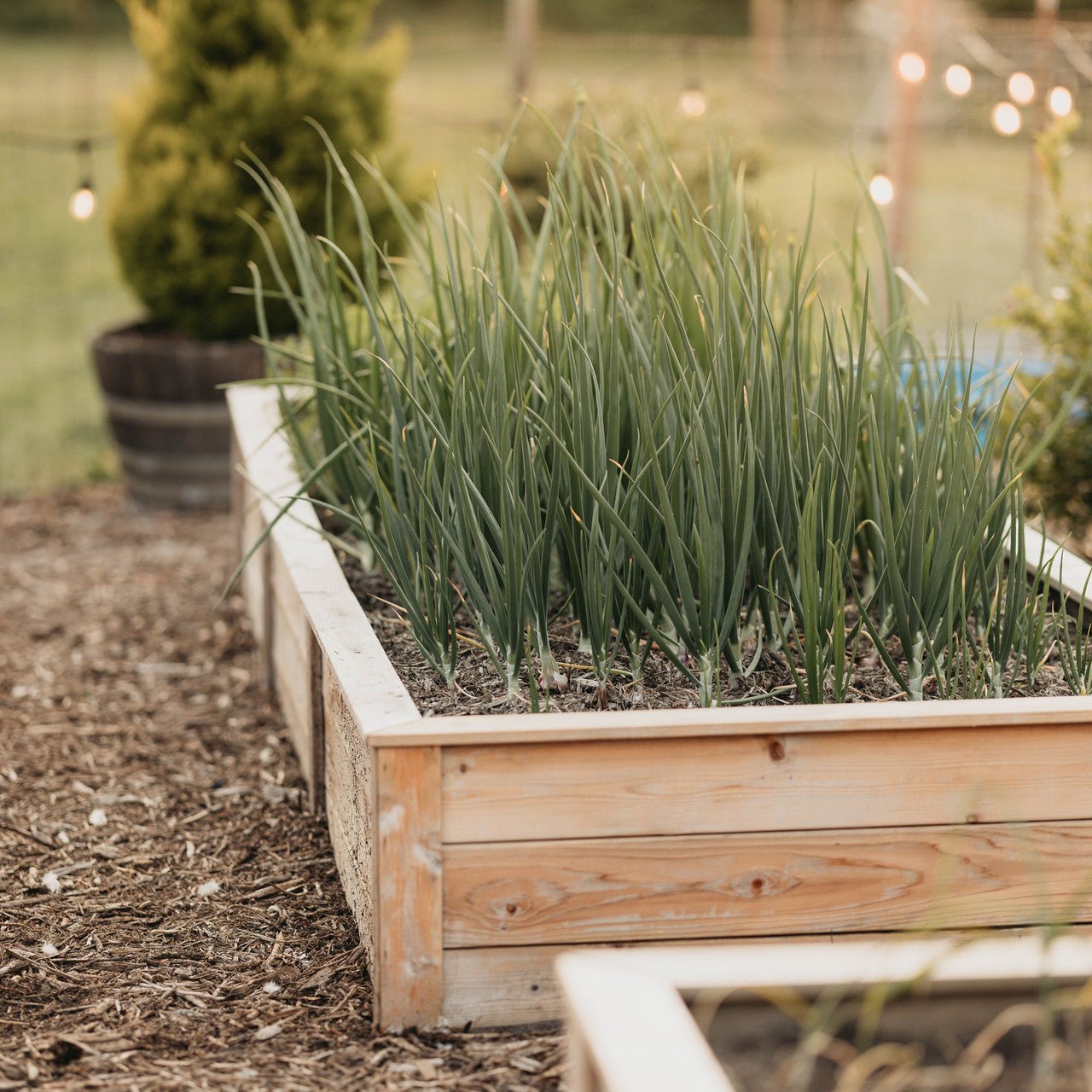 Natural Cedar Raised Garden Beds 2' 2' option3