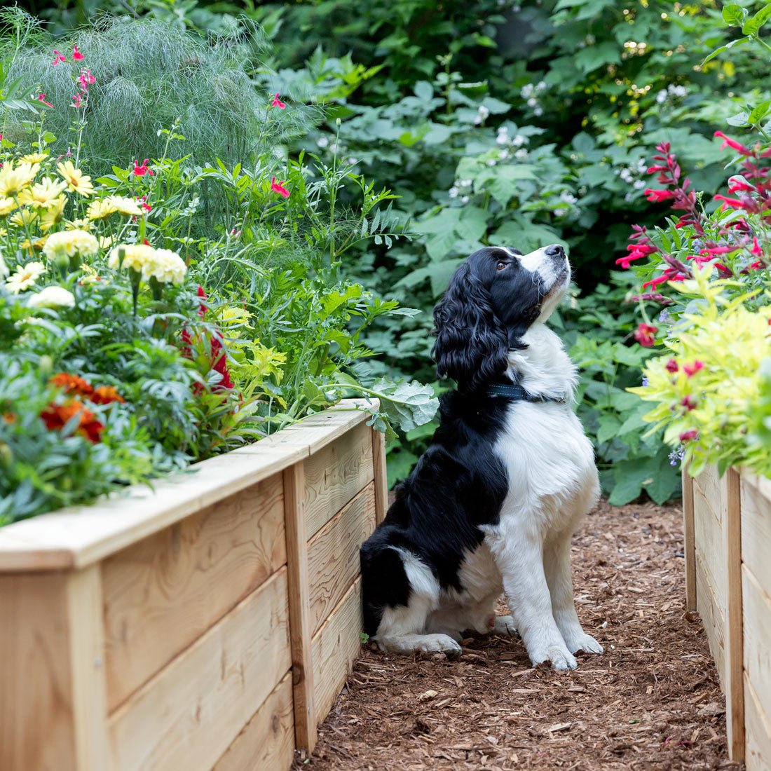 Natural Cedar Raised Garden Beds 2' 2' option3