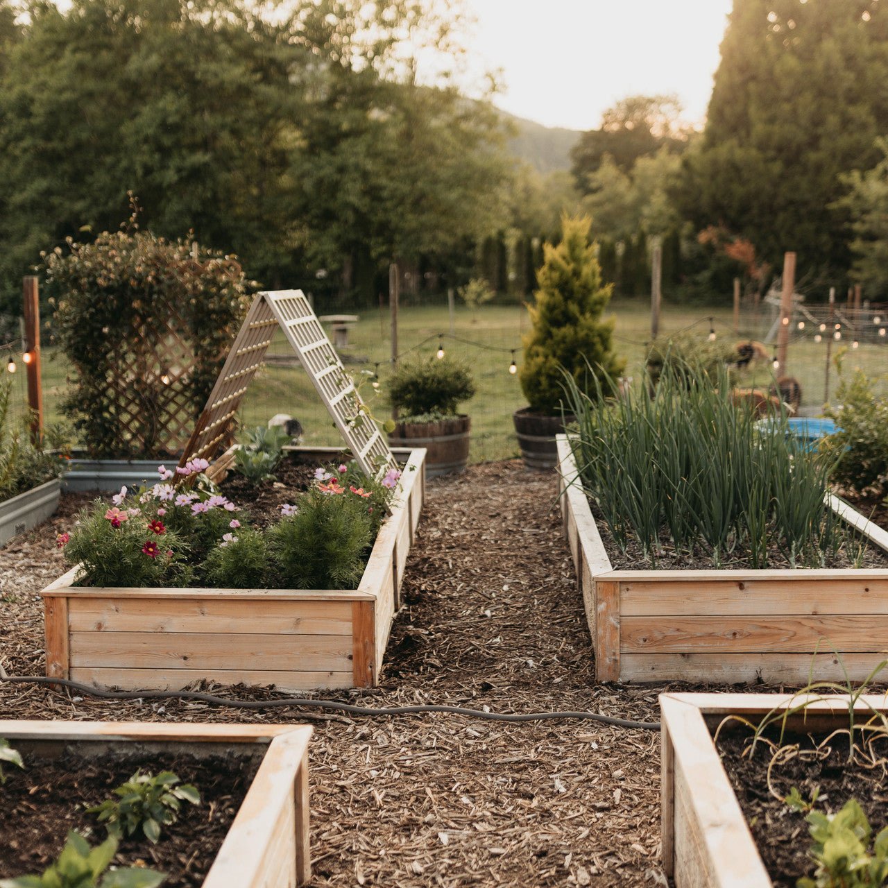 Natural Cedar Raised Garden Beds 2' 2' option3