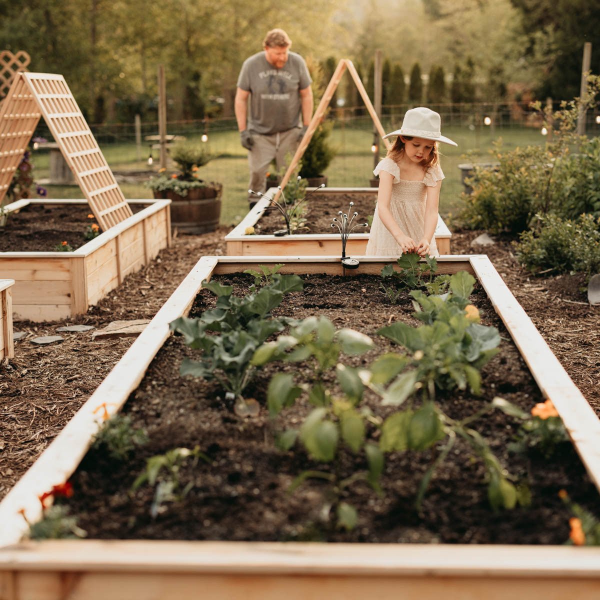 Natural Cedar Raised Garden Beds 2' 2' option3