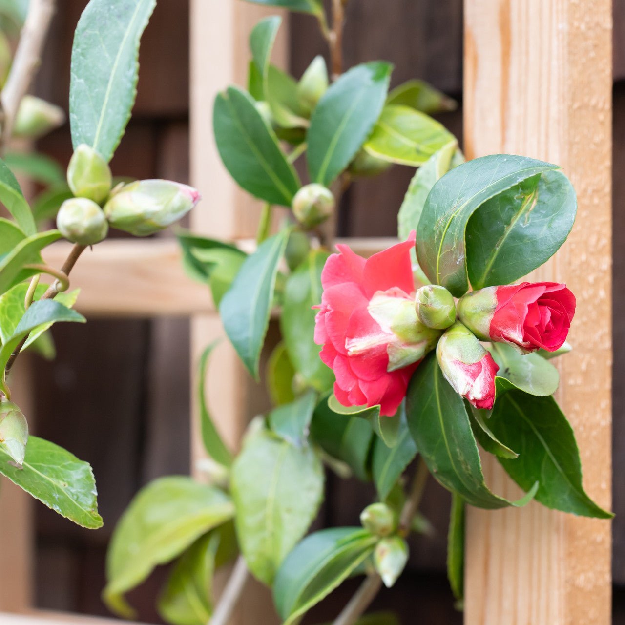 Natural Cedar Wall Mounted Trellises 18" 36"