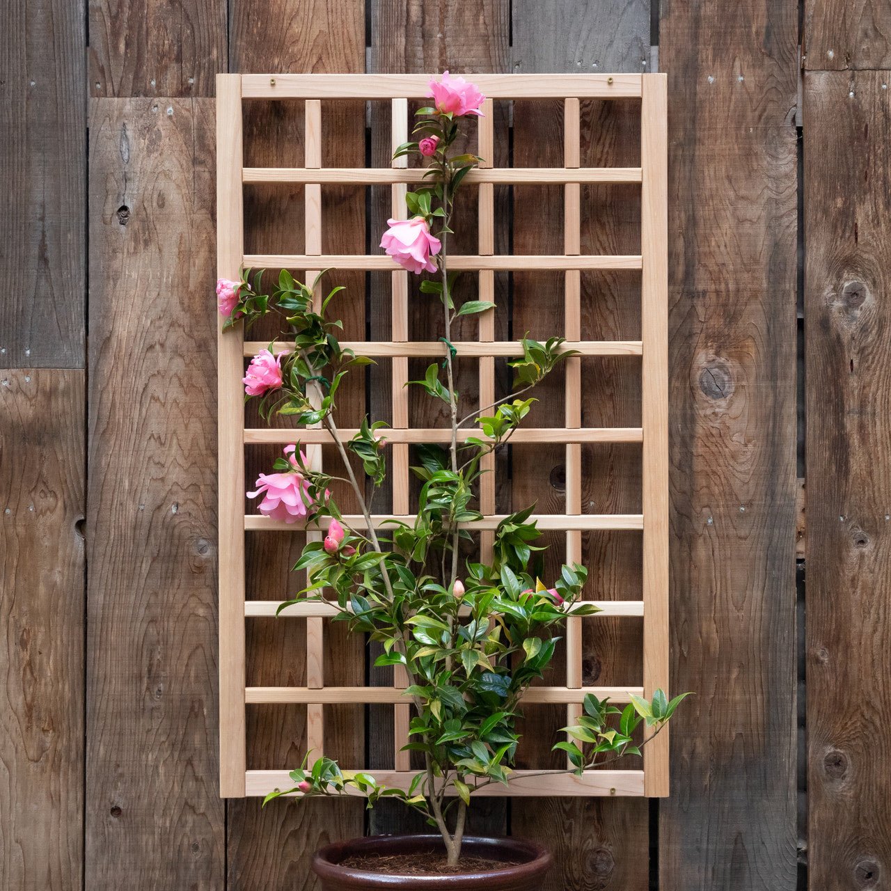 Natural Cedar Wall Mounted Trellises 18" 36"
