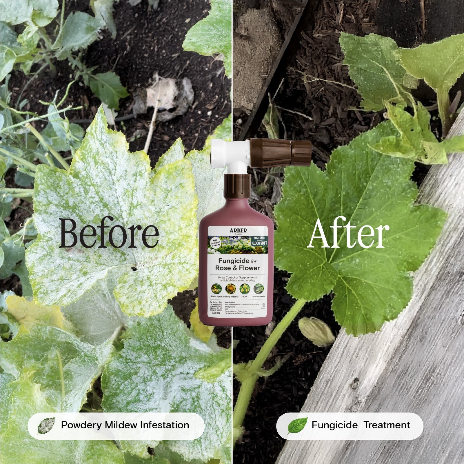 Organic Fungicide for Roses & Flowering Plants – 16 oz Concentrate