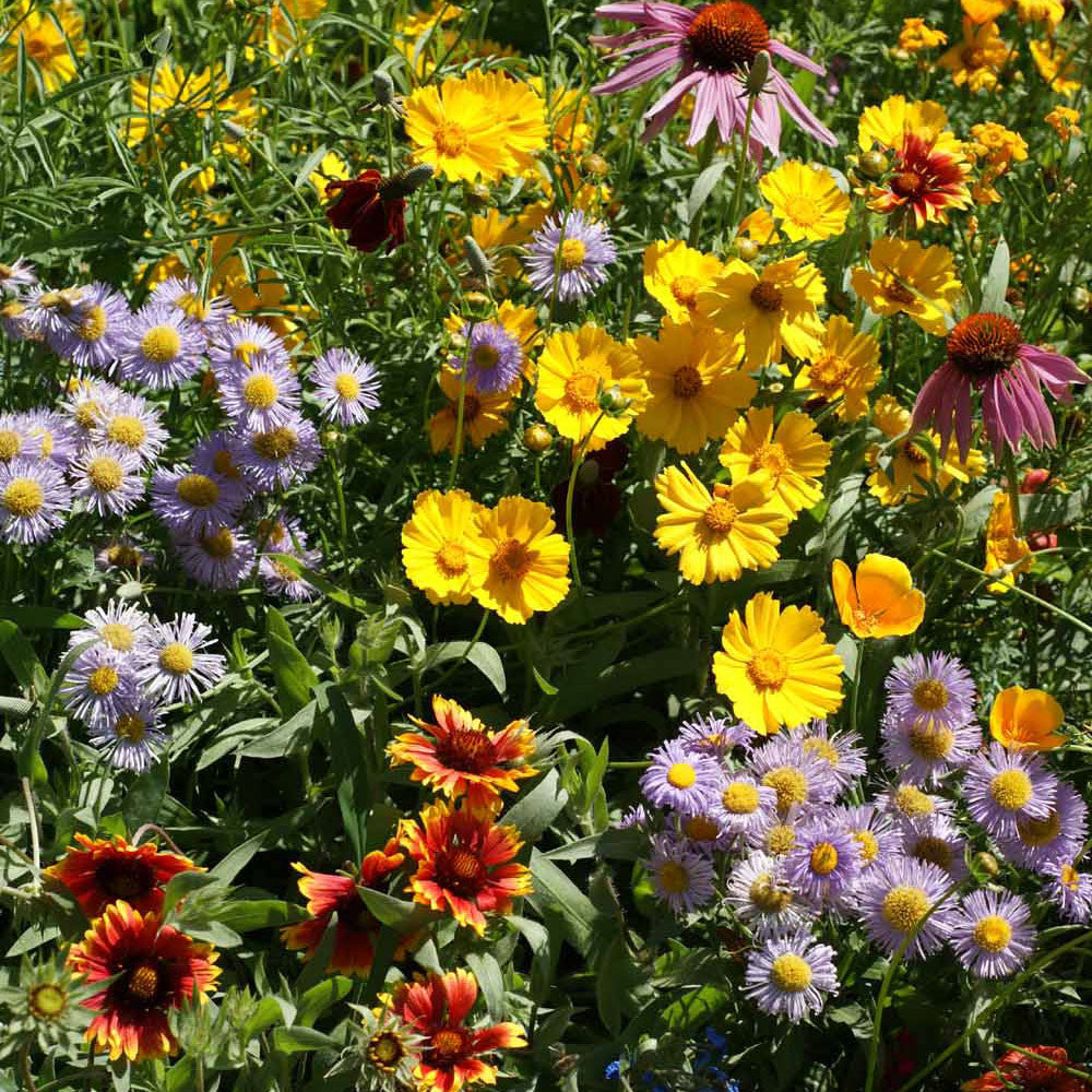 scatter garden seeds Honeybee Scatter Garden