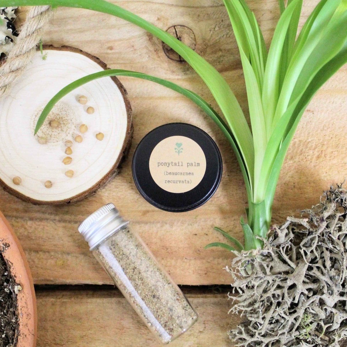 Pet-Friendly Houseplant Seed Collection