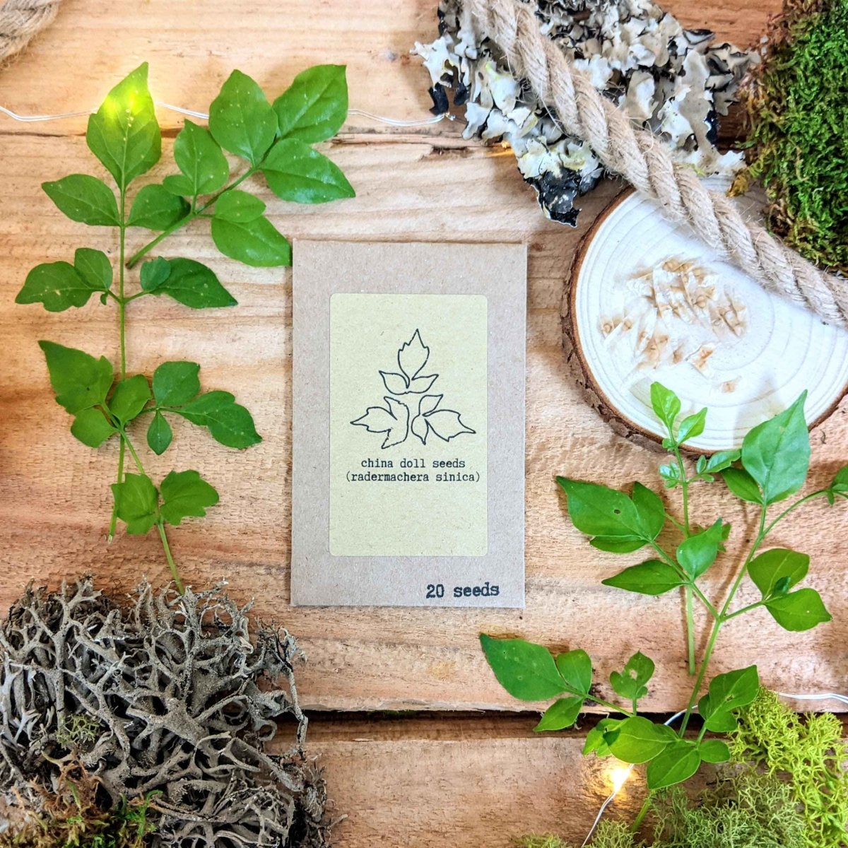 Pet-Friendly Houseplant Seed Collection