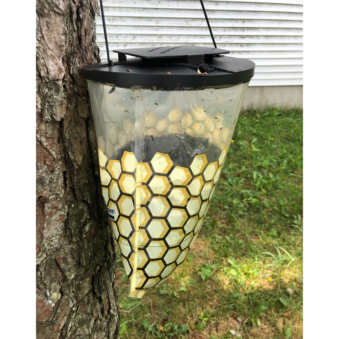 Trap with captured flies after 2 weeks