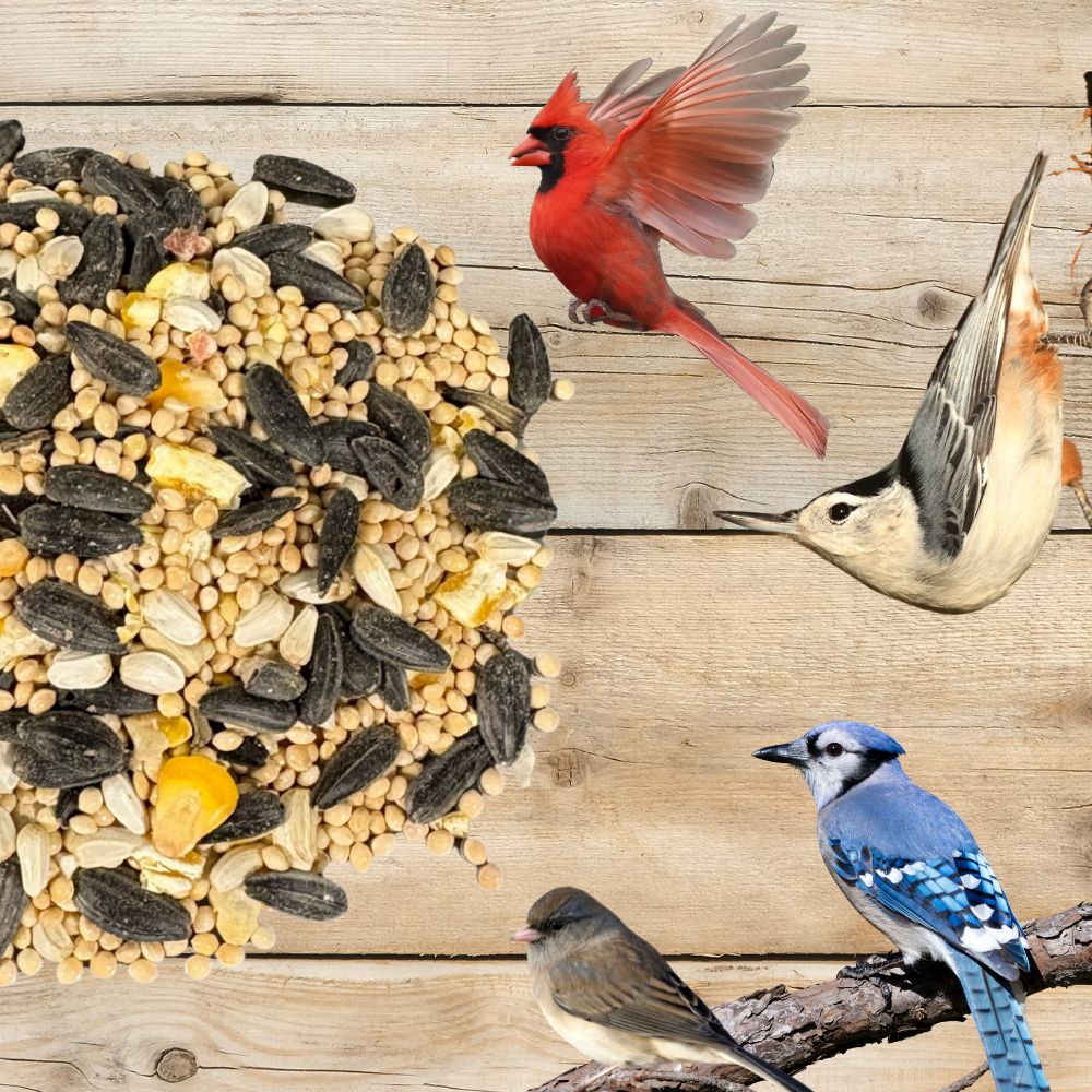 Premium Pollinator & Wild Bird Seed Mix - Flowering Meadow Blend 3 lb Bag