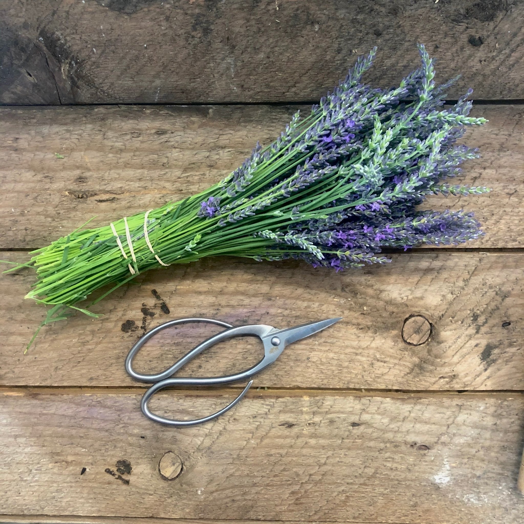 Premium Stainless Steel Garden Scissors