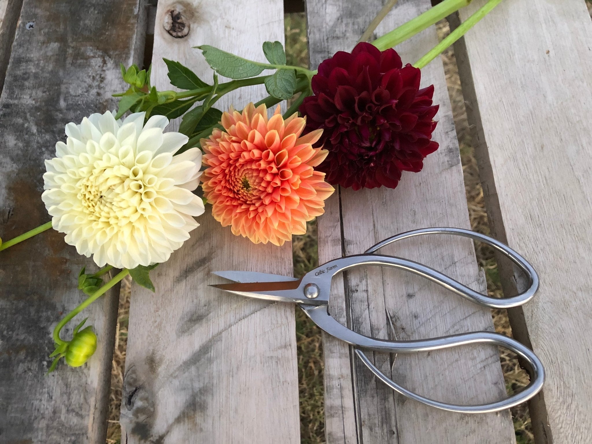 Premium Stainless Steel Garden Scissors option3