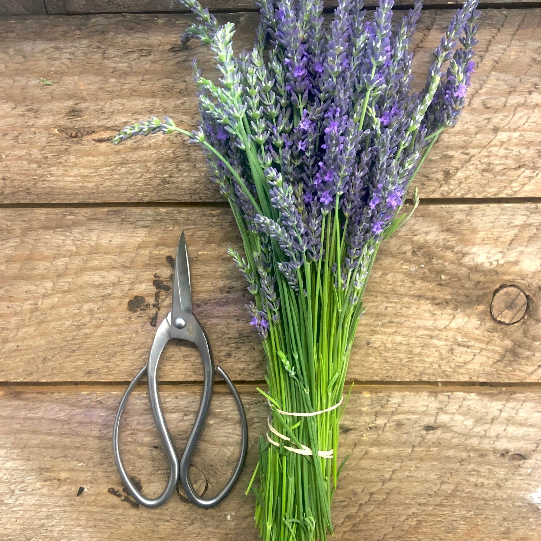 Premium Stainless Steel Garden Scissors