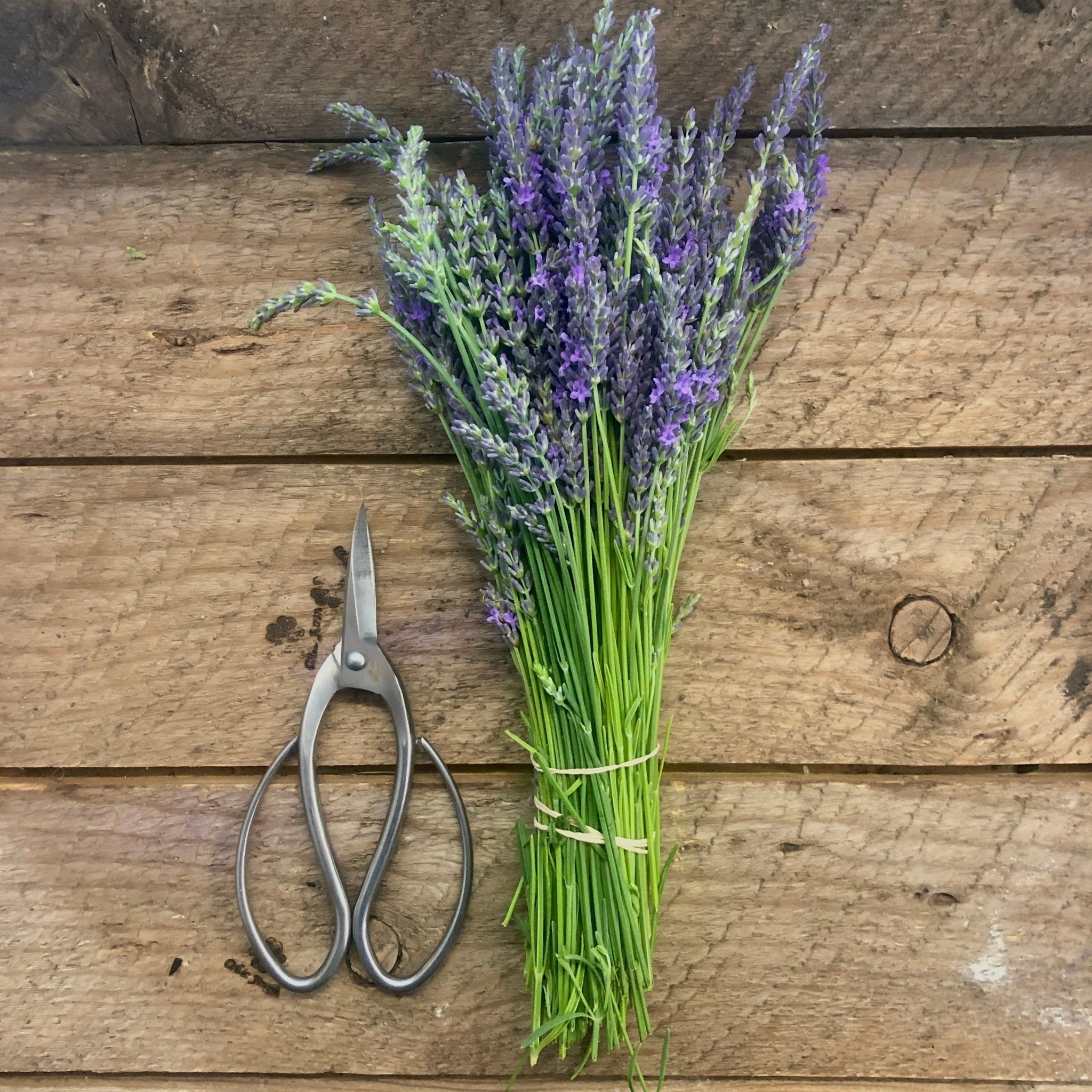 Premium Stainless Steel Garden Scissors