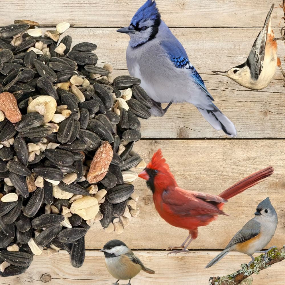 Premium Wild Bird Seed - Songbird Symphony Blend 16 lb Storage Pail