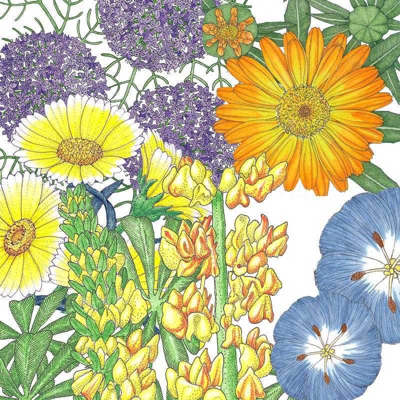 Peaceful Valley Flowering Pollinator Mix