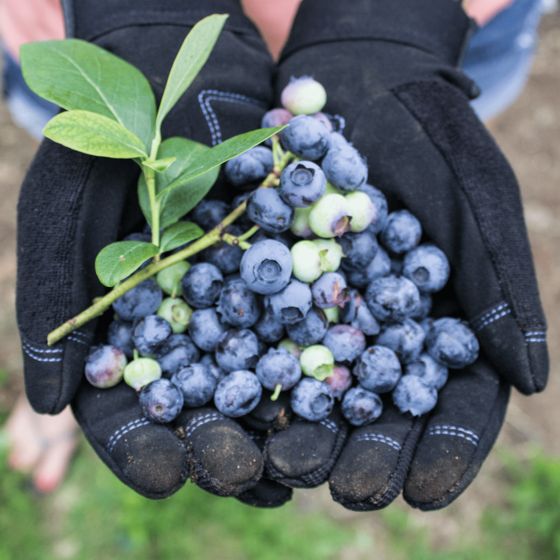 Reinforced "Digger" Gardening Gloves Small Garden of Paradise