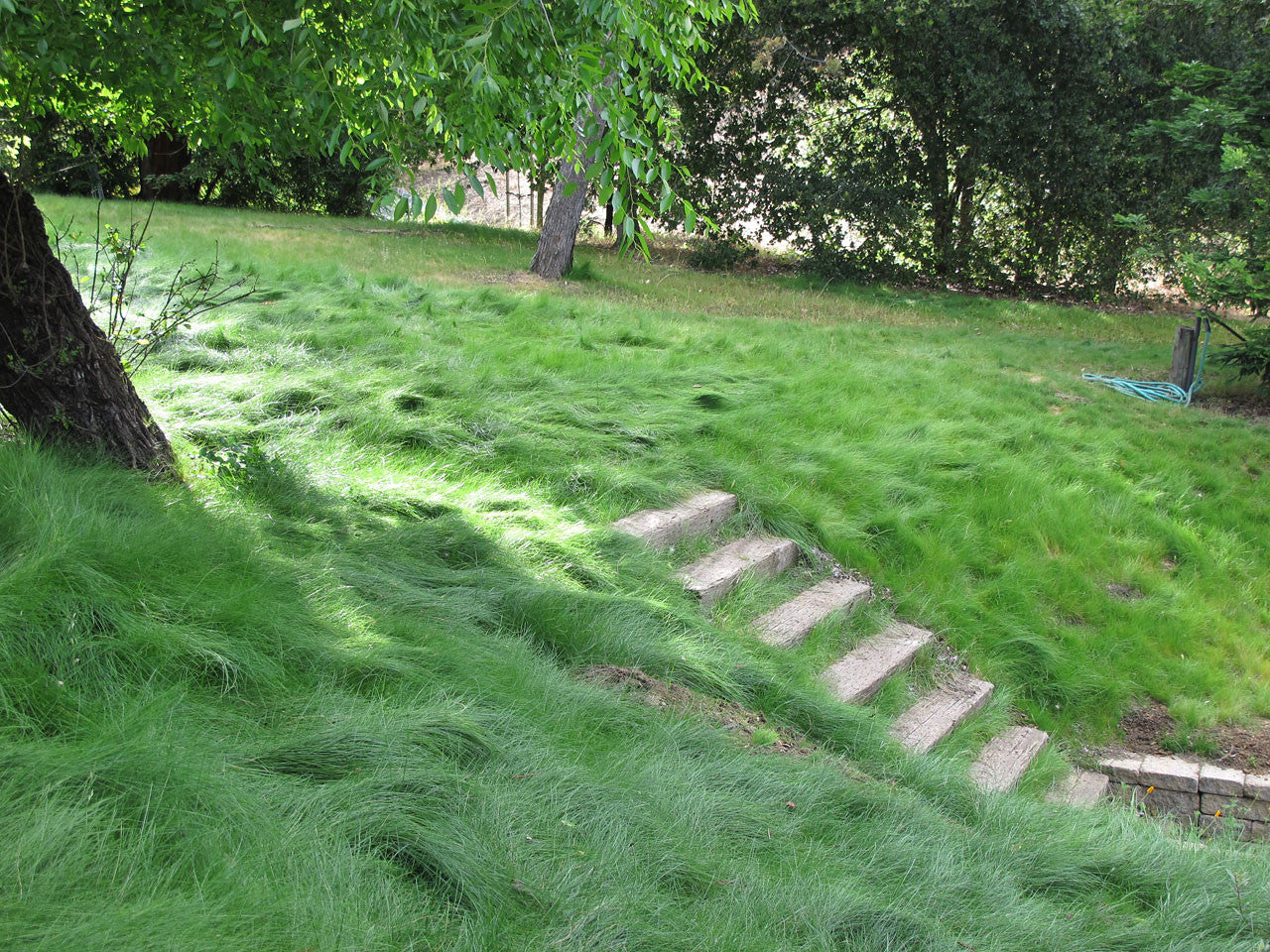 Wildflower Farm's Eco-Lawn Grass Seed - 5 lb