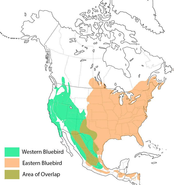 Sparrow-Resistant Bluebird House Western Bluebird
