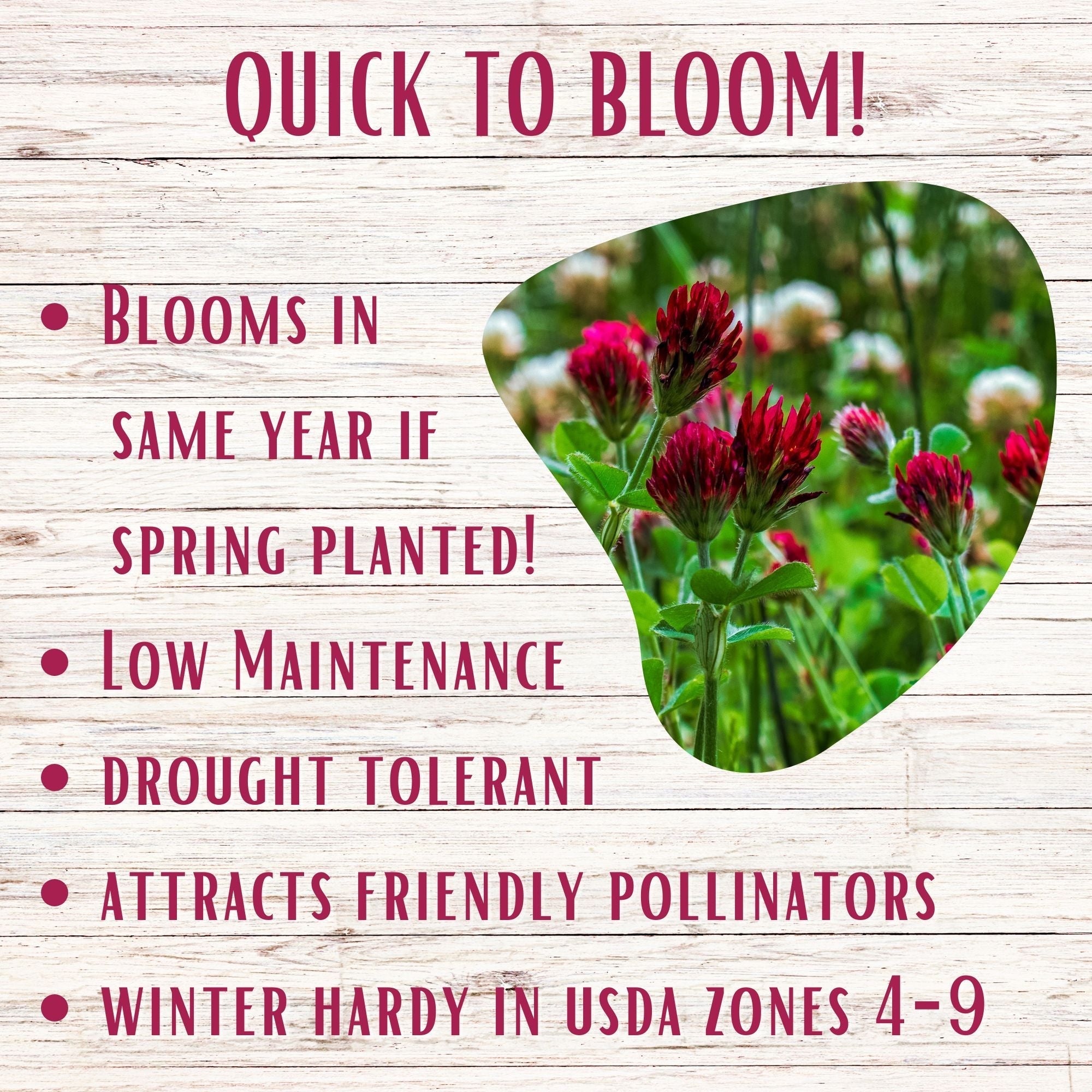 Speedy Bee Lawn Blend - Dutch White Clover, Self-Heal & Crimson Clover Seed Kit 250 sq ft