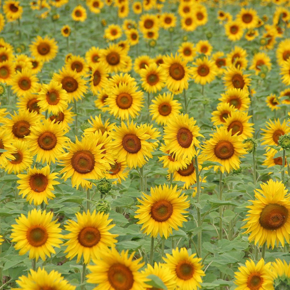 Sunflower Seed Grow Kit