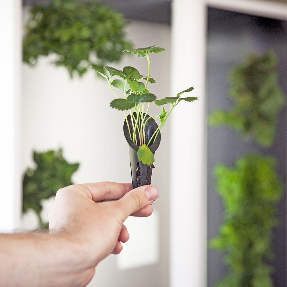 The Aeva - Indoor Vertical Hydroponic Garden System walnut option3