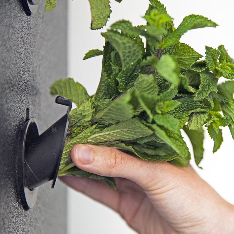 The Eve - Indoor Vertical Hydroponic Garden System walnut
