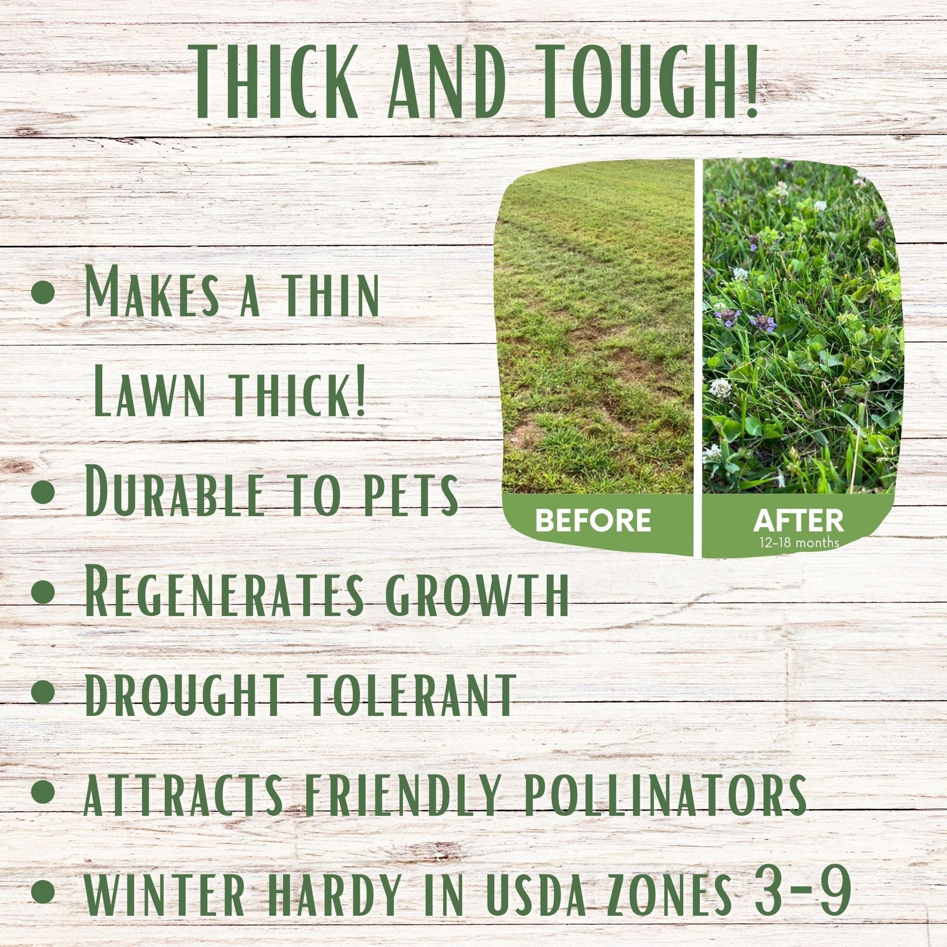Thick Bee Lawn Blend - Dutch White Clover, Self-Heal, & Fine Fescue Seed Kit 250 sq ft
