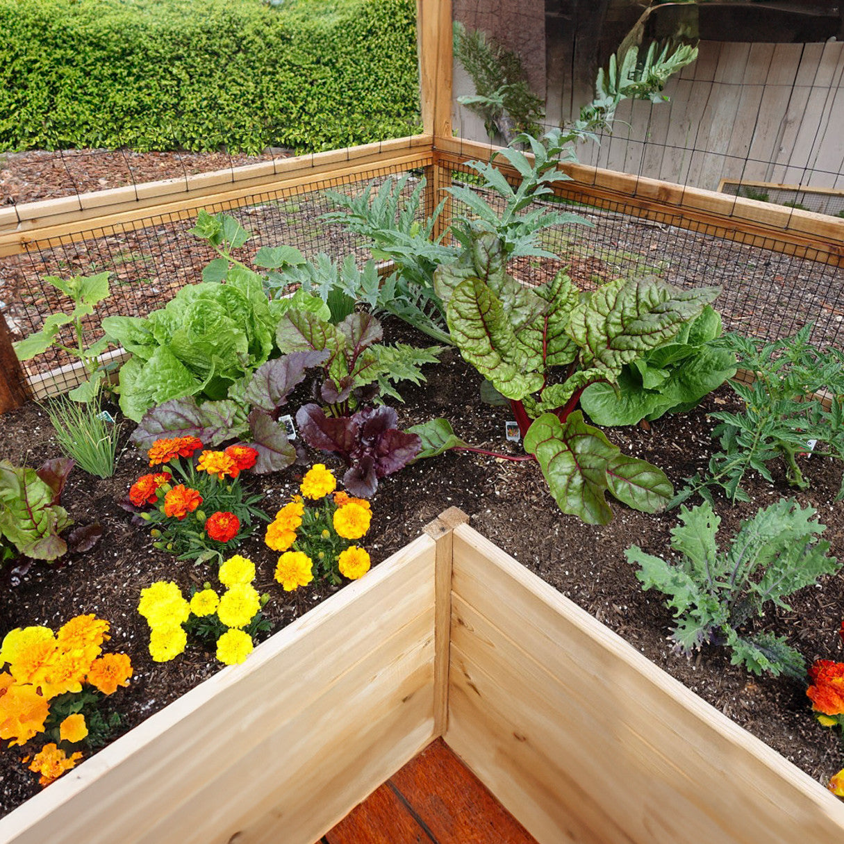 Deer Proof Cedar Complete Raised Garden Bed Kit - 8' x 12'