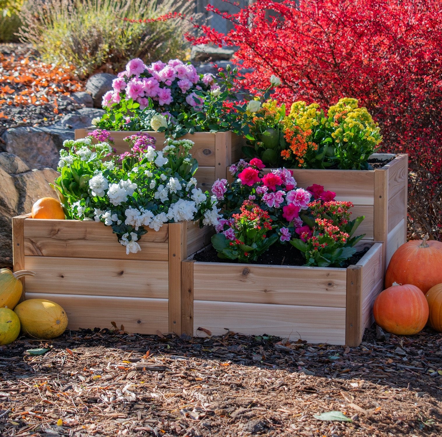 Tiered Corner Cedar Garden Bed 3.5' × 4'