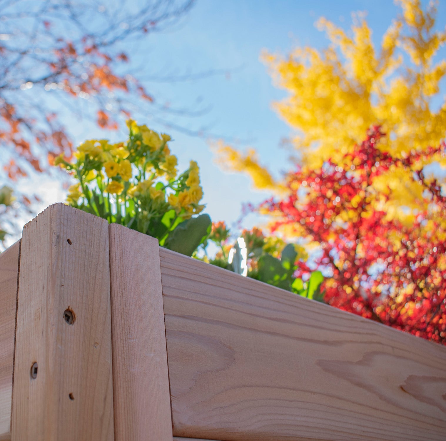 Tiered Corner Cedar Garden Bed 3.5' × 4'