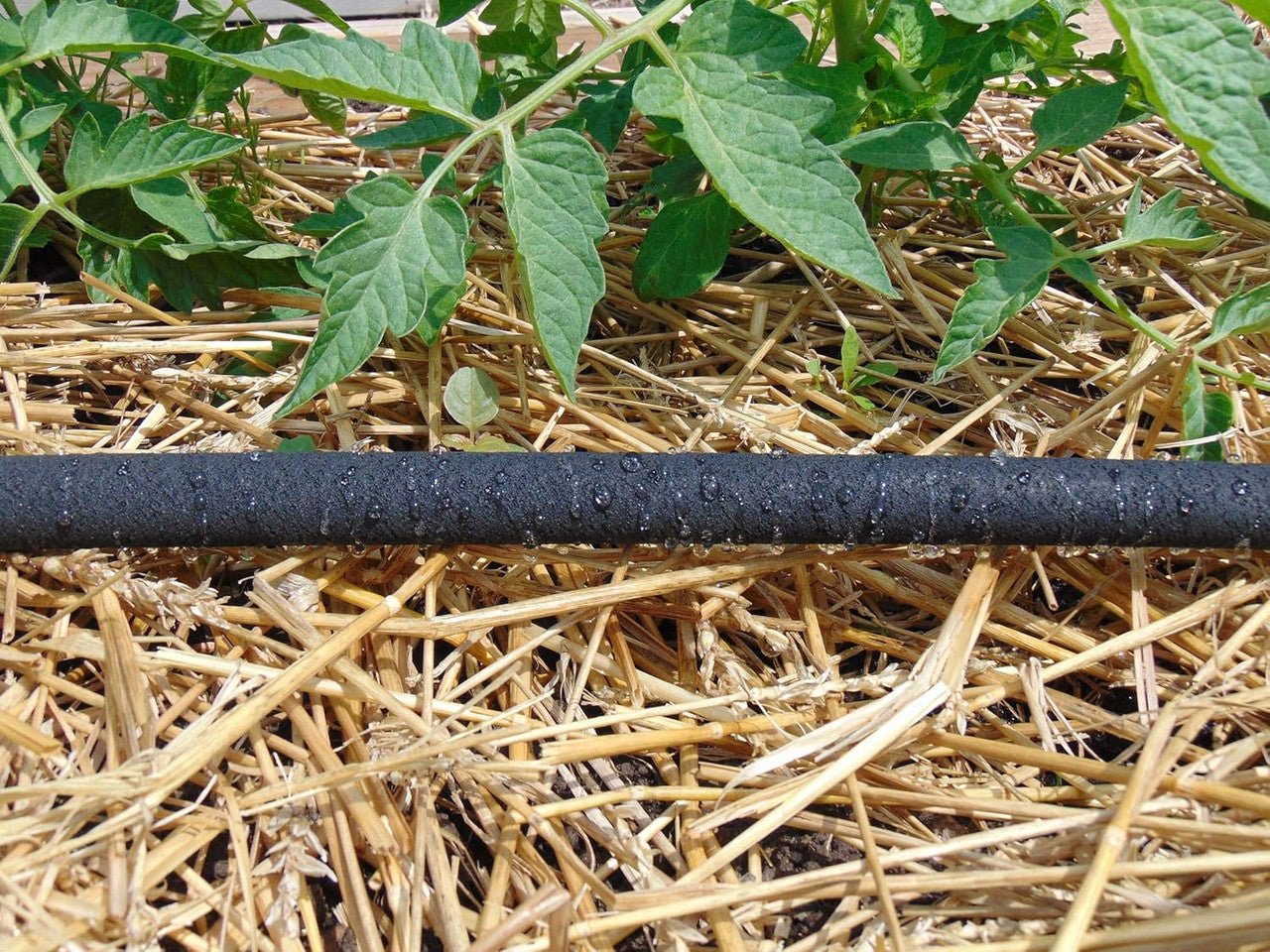 Tree Ring Soaker Hose 5 Feet