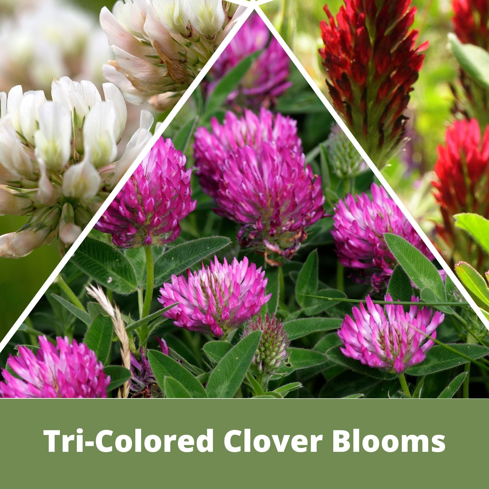 Tri-Color Flowering Clover Seed Kit 250 sq ft option3