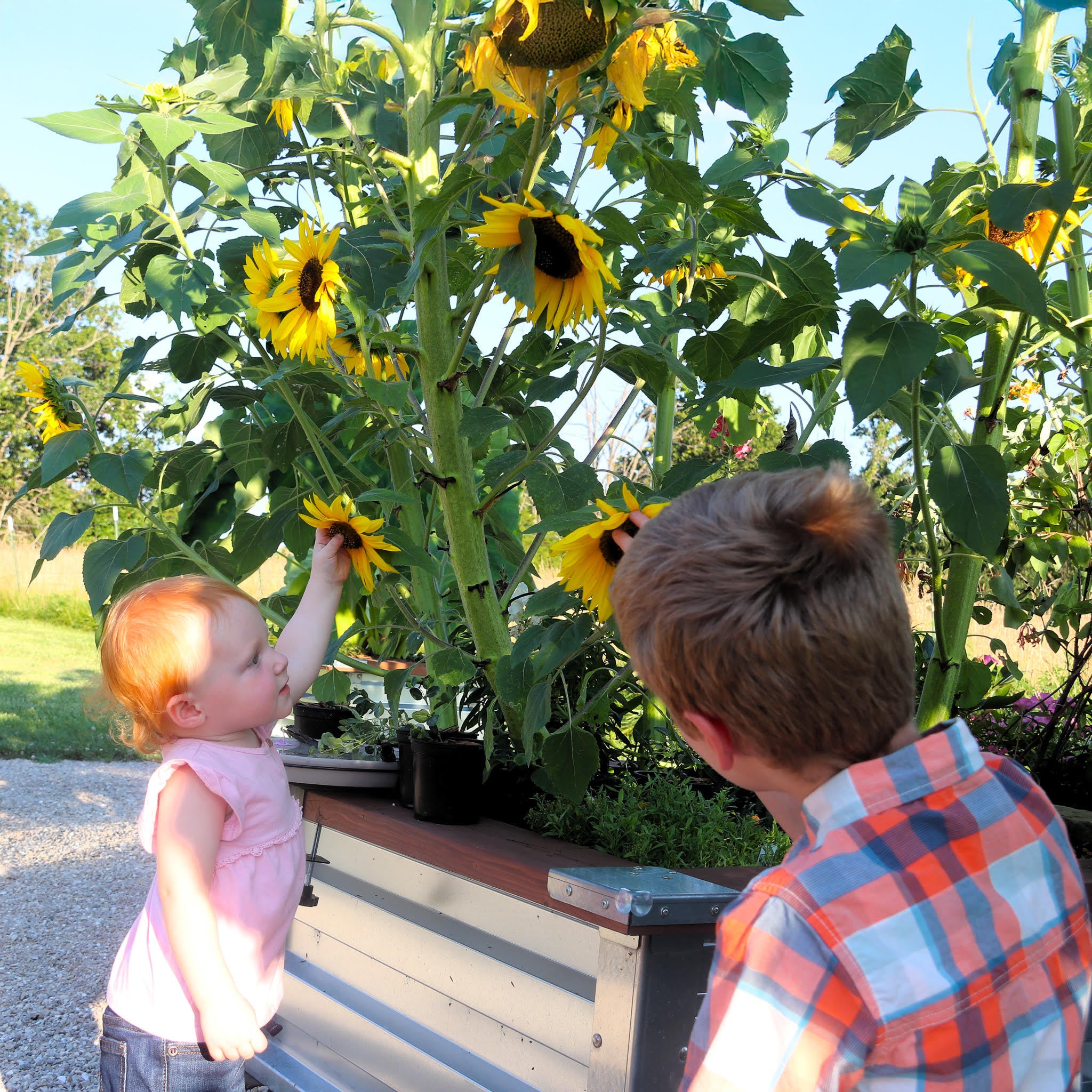 3.5' x 3.5' Galvanized Steel Raised Garden Bed Kit