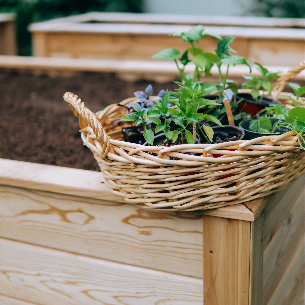 Natural Cedar Raised Garden Beds